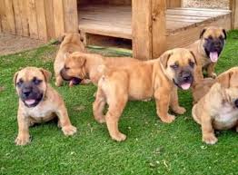 Maybe you would like to learn more about one of these? Kuwait Ads For Pets Animals Dogs Puppies 14 Free Classifieds Muamat