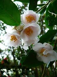 Camellia Rosiflora Cascade U K 1992 Winterhart Garten Ungewohnliche Blumen