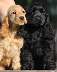 Didn T Think I D Ever Save Anything To This Board Again After Laila Died But I Think I M Ready Again Cocker Spaniel Puppies Spaniel Puppies Dog Breeds
