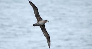 Albatross: Lifetime at Sea | U.S. Fish & Wildlife Service