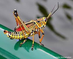 There are a total of  37  grasshoppers and crickets in the insectidentification.org database. Timeline Photos Frans De Waal Public Page Facebook Animals Bugs And Insects Creature Concept Art