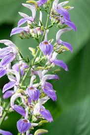 Image result for Brillantaisia owariensis