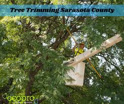 Don't put yourself at risk by hiring a tree service without the proper credentials. Questions To Ask Tree Trimming Experts In Sarasota County Before Hiring Ecopro Outdoor Solutions