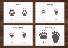 Arbeitsbogen Trittsiegel Der Raubtiere Europas Mit Den Spuren Von Hundeartigen Wie Wolf Dachs Waschbar Braunbar Und Katzenartigen Raubtiere Tiere Hundearten