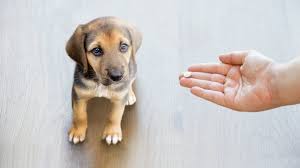 You need to keep in mind that too much of this drug, even baby tylenol, can be toxic to dogs. What To Give My Dog For Pain Youtube