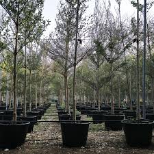 Image result for Terminalia mantaly