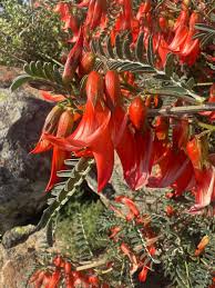 Image result for Lessertia pauciflora