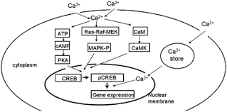 Pfos and pfoa are extremely persistent in the environment and resistant to typical environmental degradation processes. Perfluorooctane Sulfonate Pfos And Calcium Channel Downstream Signaling Molecules Toxicology Research Rsc Publishing