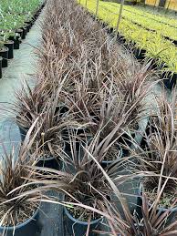 Image result for Phormium