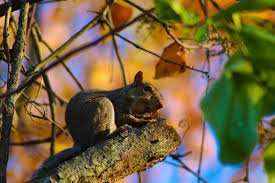 Early Life Stages Of Squirrels Sciencing