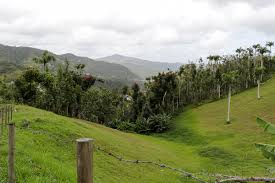 Great for discovering comps, sales history, photos, and more. San Lorenzo Puerto Rico Wikipedia