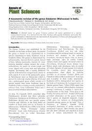 Image result for Eriolaena rulkensii