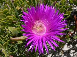 Image result for Carpobrotus