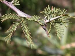 Image result for Acacia erioloba