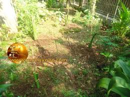 Maybe you would like to learn more about one of these? Cara Menanam Pohon Buah Naga Dengan Stek Batang