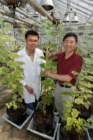 We did not find results for: Scientists Create Low Lignin Plants With Improved Potential For Biofuel Production Bnl Newsroom