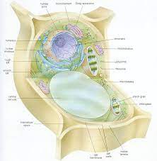 The cell cycle (worksheet, pdf). Structure Of The Leaf The World Of Plants