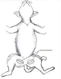 One can continue rescue breathing, while the other performs chest compressions. Cpr In Cats