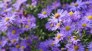 Glattblatt-Aster (Aster novi-belgii) pflanzen und pflegen - Mein schöner  Garten