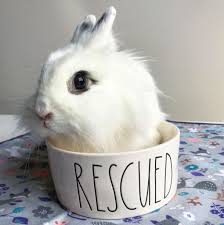 Jessica mazzola may be reached at jmazzola@njadvancemedia.com. Domestic Rabbit Rescue Q A With House Rabbit Network Blog Nature Pbs