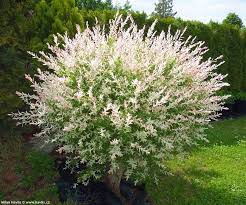 Check spelling or type a new query. Salix Integra Flamingo Havlis Cz