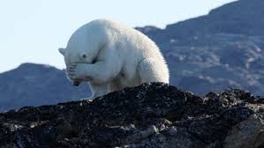 Tonnen), was einem global gemittelten meeresspiegelanstieg von 1,5 mm entspricht. Klimawandel Hebt Die Pegel Der Meeresspiegel Steigt Klimawandel Br Wissen