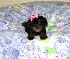 Cavapoo is 50% cavalier and 50% mini poodle. Cavapoo Puppies For Sale In Jacksonville Florida Classified Americanlisted Com