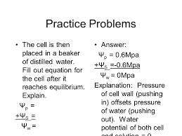 It would then gain water because the environmenthas a higher water potential, and water always moves from a higherto a lower water potential. Water Potential Notes Osmotic Issues In Plants Cells Ppt Download