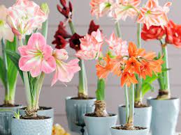 Plantes D Interieur Silence Ca Pousse