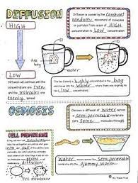 Je mange du soup maintenant. Diffusion And Osmosis Sketch Notes By Mrs Proton Priest Teachers Pay Teachers Science Notes Sketch Notes Study Biology