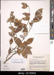 Image result for Celtis mildbraedii