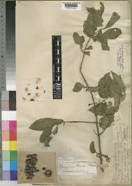 Image result for Vangueria randii