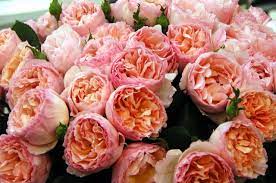 We did not find results for: Rose Princesse Charlene De Monaco My Garden