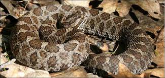 Usfws Eastern Massasauga Fact Sheet