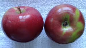 Apple Macintosh