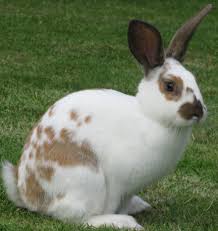Black And White Spotted Rabbit Breeds English Spot Rabbit English Spot Rabbit Beautiful Rabbit Rabbit Pictures