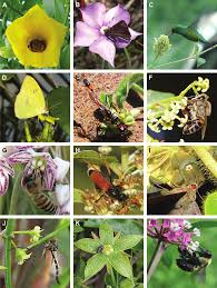 Image result for Dictyophleba lucida