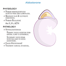 Image result for Hyperaldosteronism