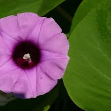 Image result for Argyreia nervosa