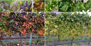 Image result for Grapevine leafroll virus