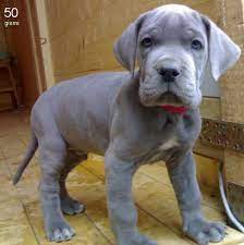 Great Dane Pup Blue Dane Puppies Blue Great Dane Puppies Great Dane Puppy