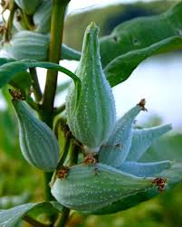 Milkweed Pods By Lauren Macko Milkweed Pods Milkweed Pollinator Plants