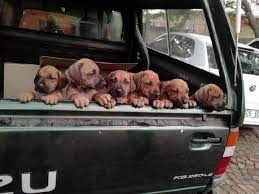 Ridgeback puppies for sale western cape. Ridgeback Pups Ads July Clasf