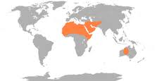 How does a camel protect itself? Dromedary Wikipedia
