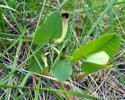 Image result for Aristolochia heppii