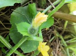 沖縄で手をたたこう