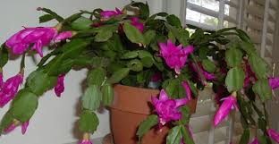 One of the most frustrating things that can happen to christmas cactus is after the flower buds have from september and october, the christmas cactus should be kept in a cool room where temperatures will remain around can a christmas cactus tolerate cold weather? The Perfect Holiday Plant Christmas Cactus Southern Living