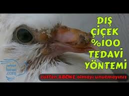 Guvercinlerde Dis Cicek Hastaliginin Tedavisi Youtube