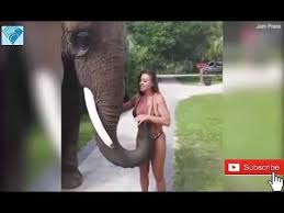 Download only fans francia james 2021 videos. Elefante Intenta Esnifar El Bikini De Famosa Modelo Tudiario Net