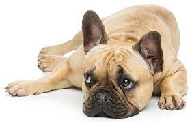 Frenchie world french bulldog shampoo. Do French Bulldogs Shed And How To Care For Their Coat